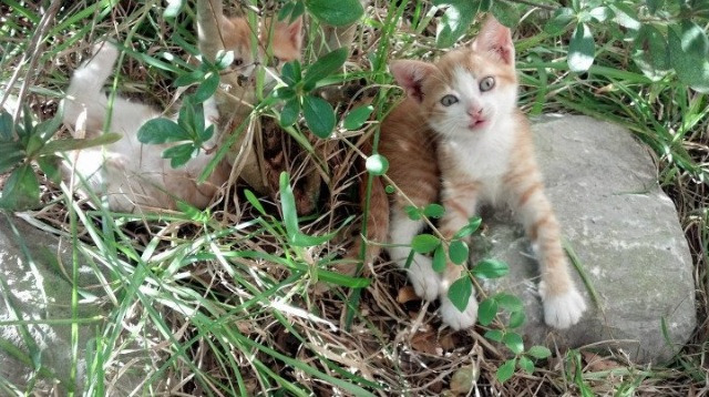开云体育在线-破晓之光，从吉林队的战场到世界杯的舞台