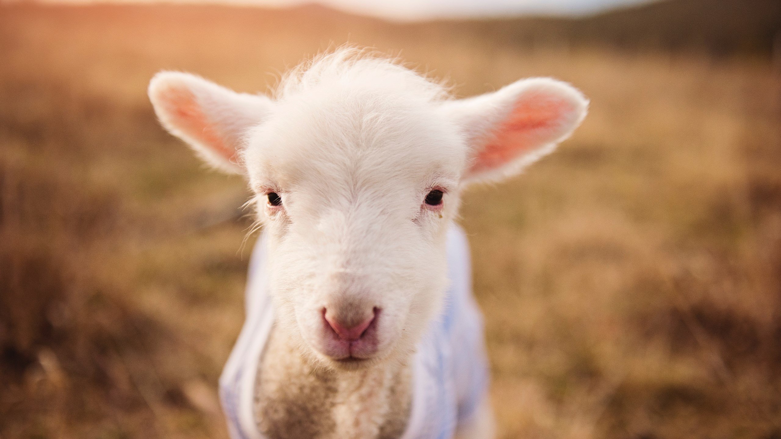 油门与篮筐，当维斯塔潘的引擎盖过詹姆斯的呼吸
