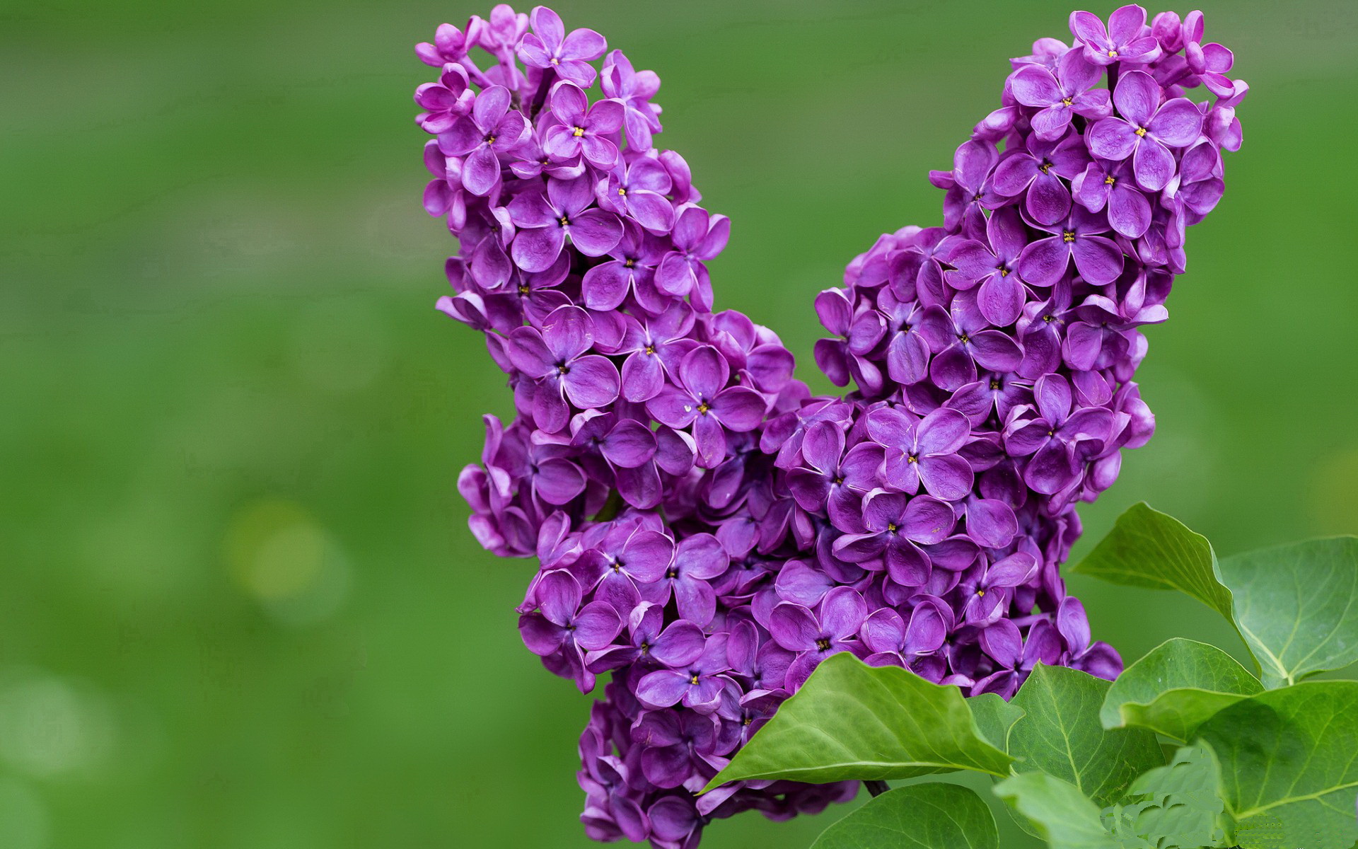 辽宁惊天逆转!总决赛G3一波流带走灰熊