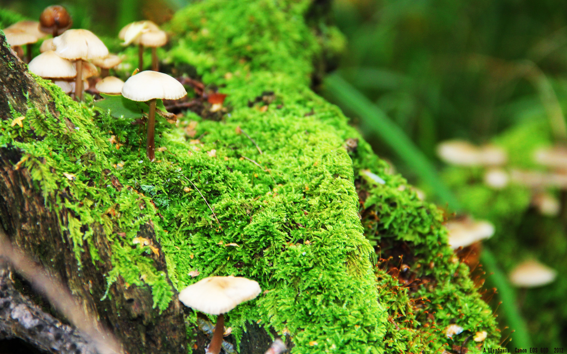 爱德华兹狂飙难救主,广东队末节风暴令掘金黯然失色