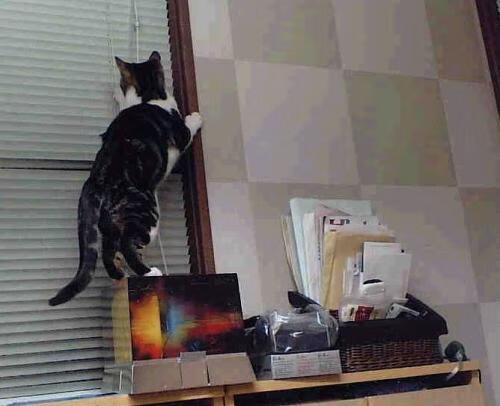 西决生死战，沙特绿茵破壁与文明对话的终局预演