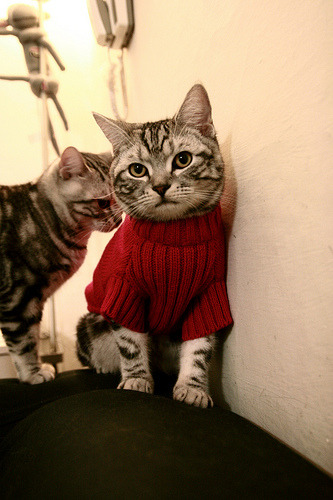 绿茵场与硬木地的交响,西甲国家德比与快船击溃爵士的焦点战盛宴