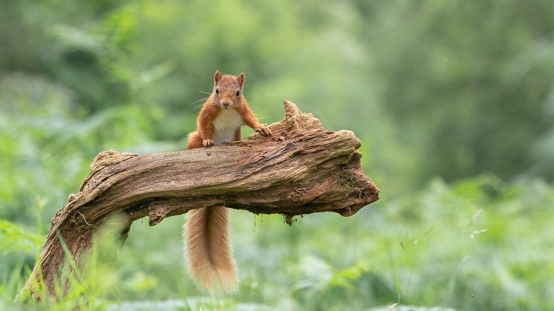 开云体育入口-奥运周期关键战之夜，莱万里程碑式的壮举