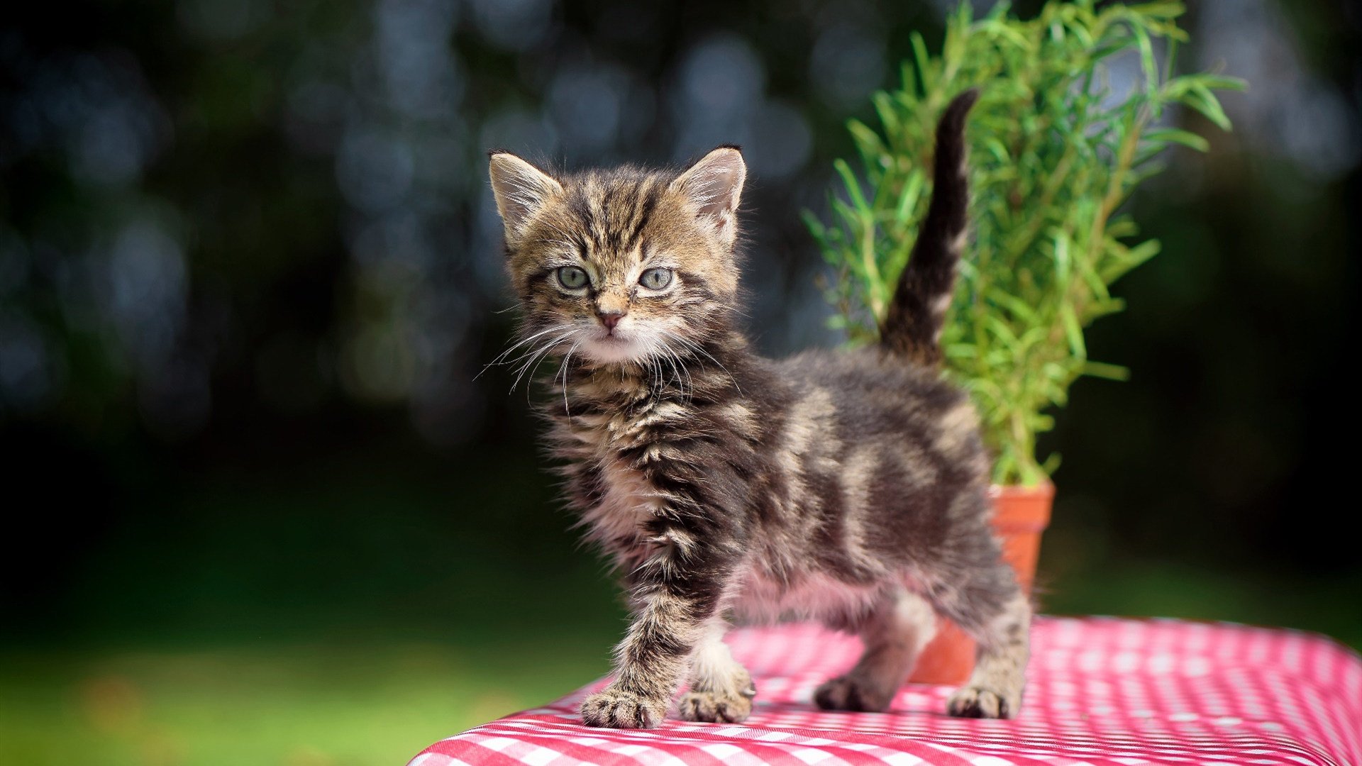 引擎与篮筐的对话,竞技场上的极限追逐