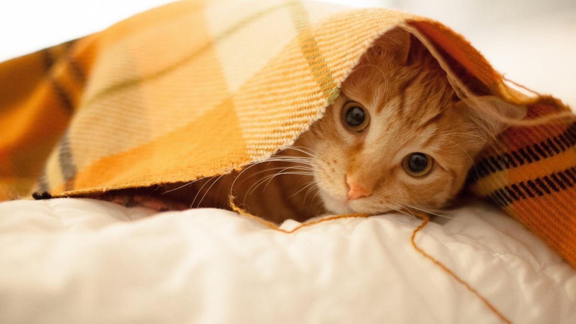 开云体育官方网站-跨界风暴，当篮球规则崩解于美加墨绿茵场—史上最颠覆体育对决的诞生