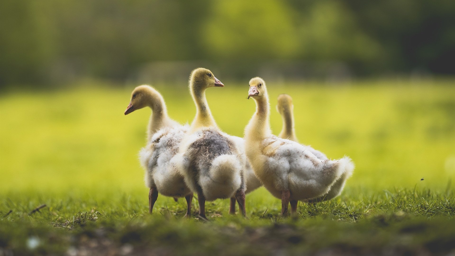 若日尼奥魔术师附体，委内瑞拉友谊赛奇迹掀翻巴萨巨人