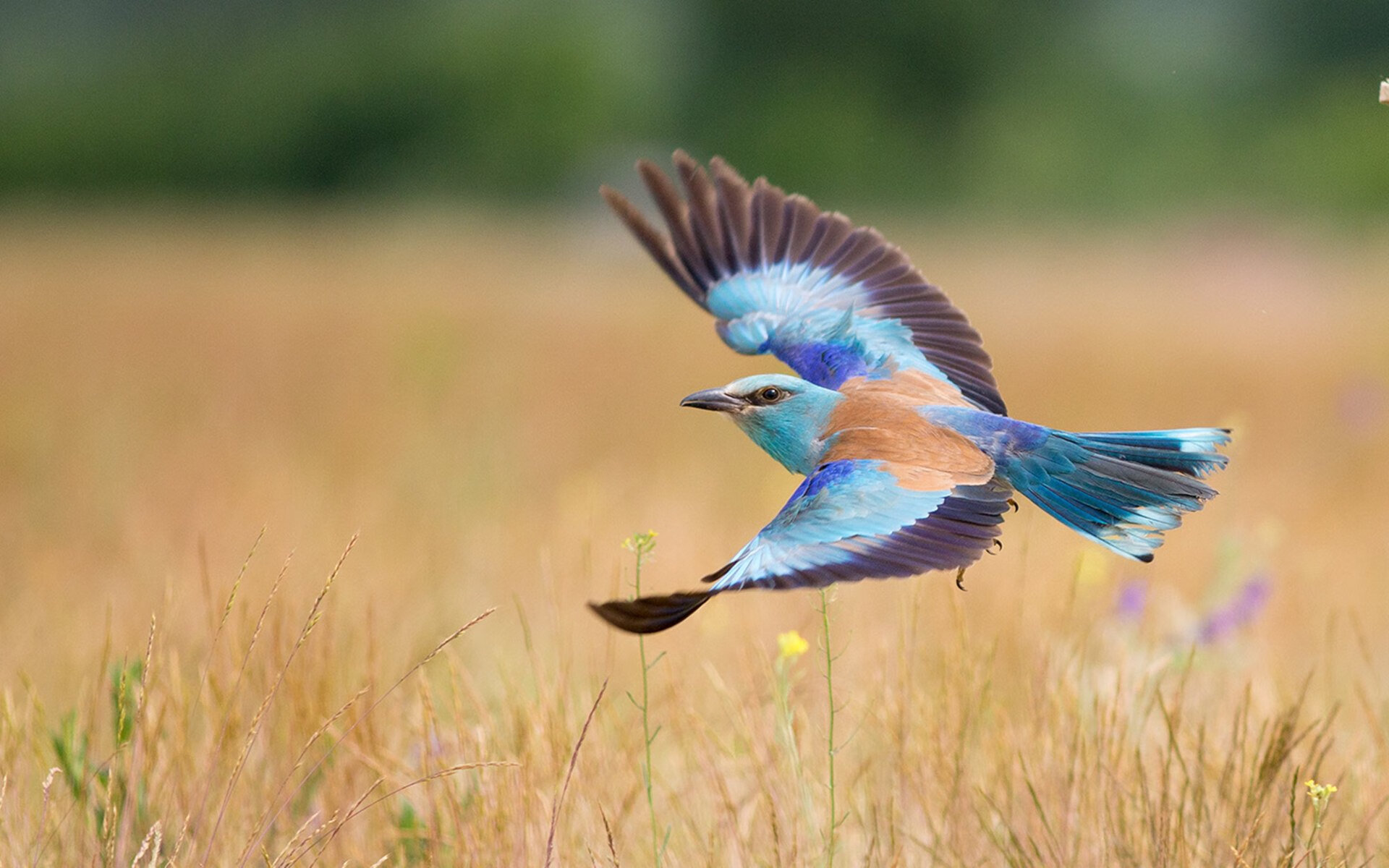 切特全程高能输出砍下40分，广厦队末节惊天逆转老鹰队